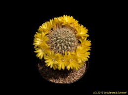 Sulcorebutia cylindrica v. cylindrica HS65 2275